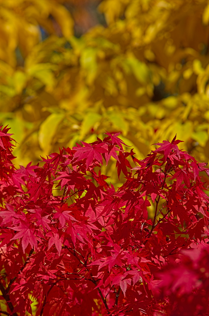 紅葉と黄葉