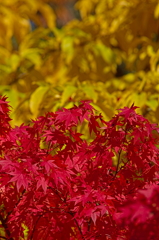 紅葉と黄葉