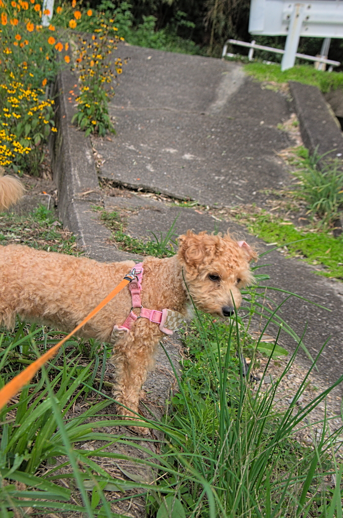 my pretty dog Ⅱ # 171