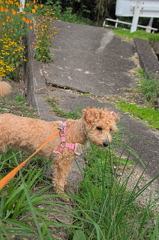 my pretty dog Ⅱ # 171