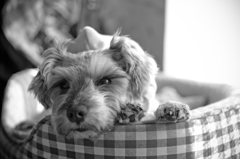 my pretty dog # 104