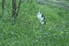 吾輩は猫である、ニャー # 265