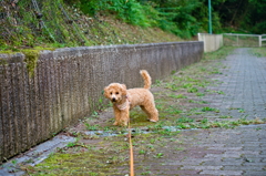 my pretty dog Ⅱ # 113