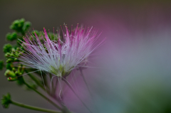 ネムの花