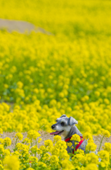 菜の花に囲まれて