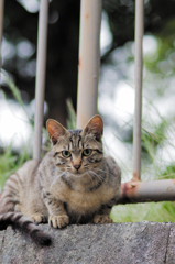 吾輩は猫である、ニャー # 744