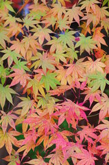 晩秋の紅葉 Ⅴ～ 彩り ～