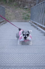 怖くて登りたくない！