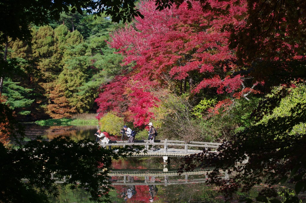 紅葉散歩　Ⅴ