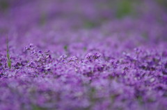 芝桜