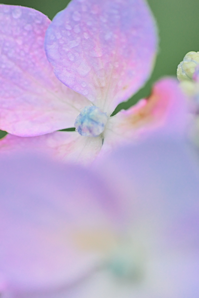 濡れた紫陽花