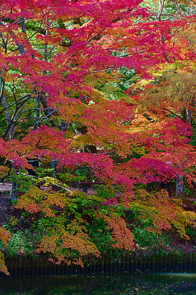 紅葉三昧 '2019