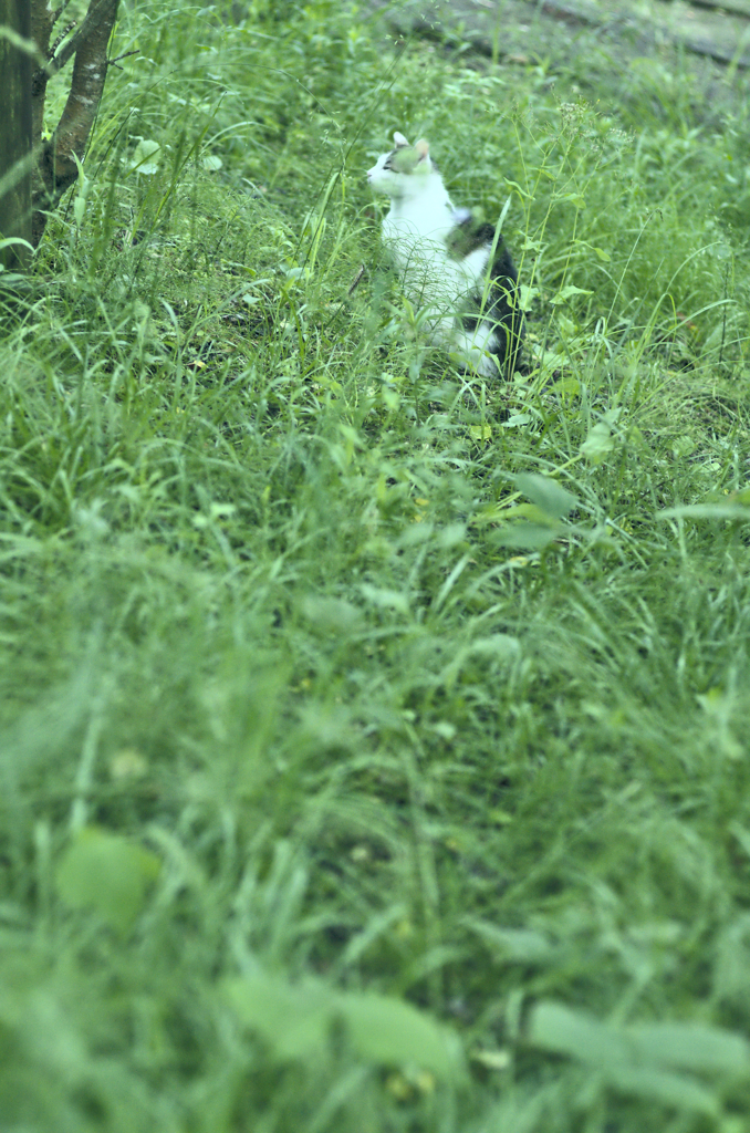 吾輩は猫である、ニャー # 266