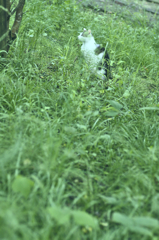 吾輩は猫である、ニャー # 266