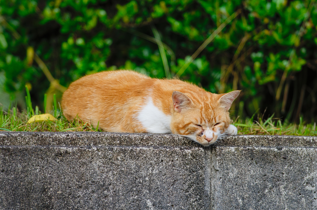 吾輩は猫である、ニャー # 354