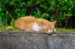 吾輩は猫である、ニャー # 354