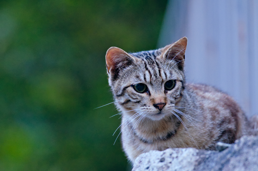 吾輩は猫である、ニャー # 147
