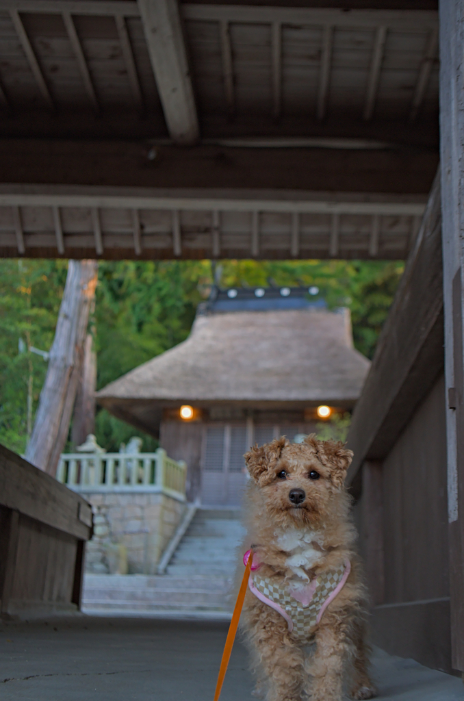 my pretty dog Ⅱ # 276