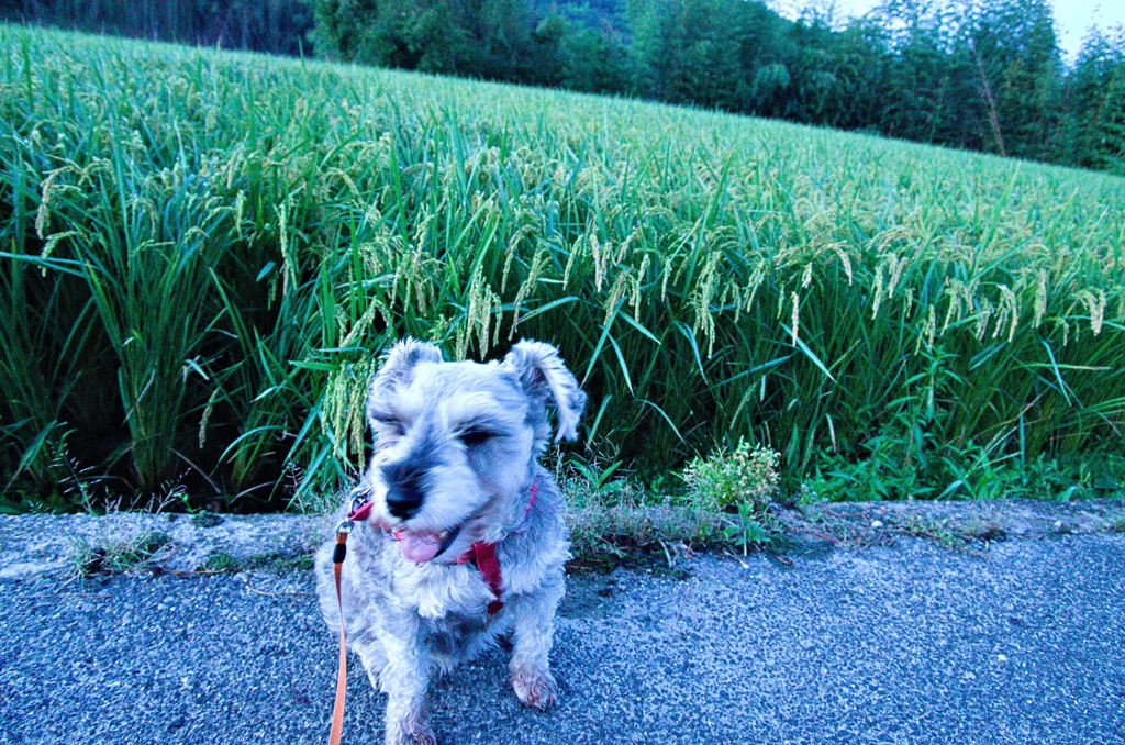 my pretty dog # 294