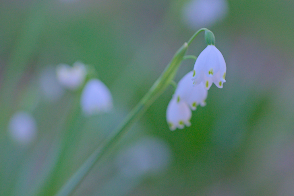 スノーフレーク