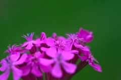 ムシトリナデシコ