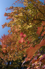 初秋の紅葉