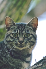 吾輩は猫である、ニャー # 563