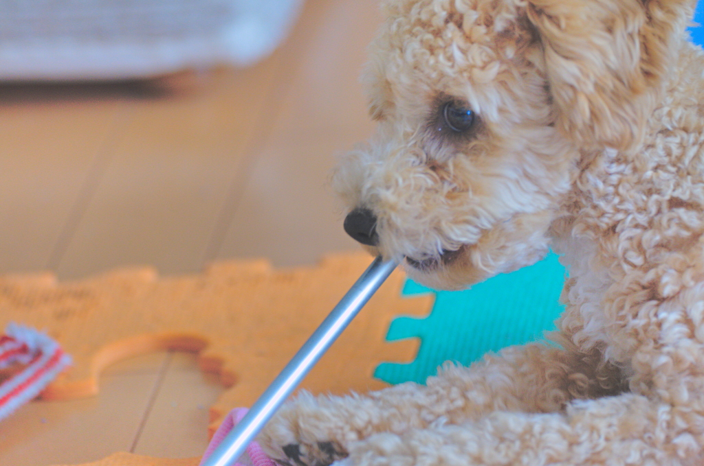 my pretty dog Ⅱ # 69