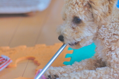 my pretty dog Ⅱ # 69