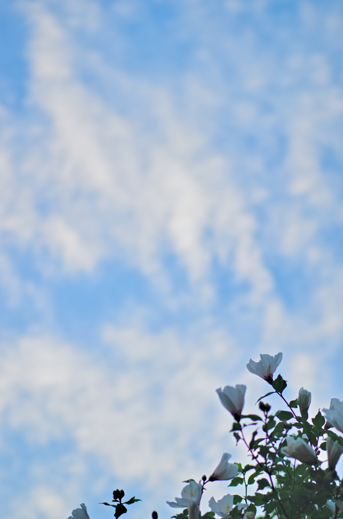 the look of the sky # 363