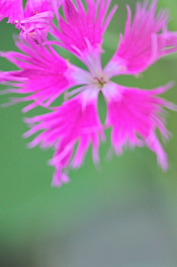 カワラナデシコ