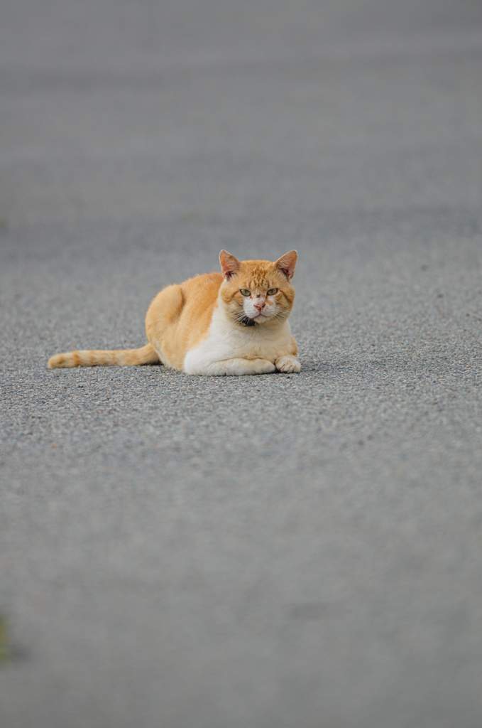 吾輩は猫である、ニャー # 371