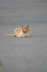 吾輩は猫である、ニャー # 371