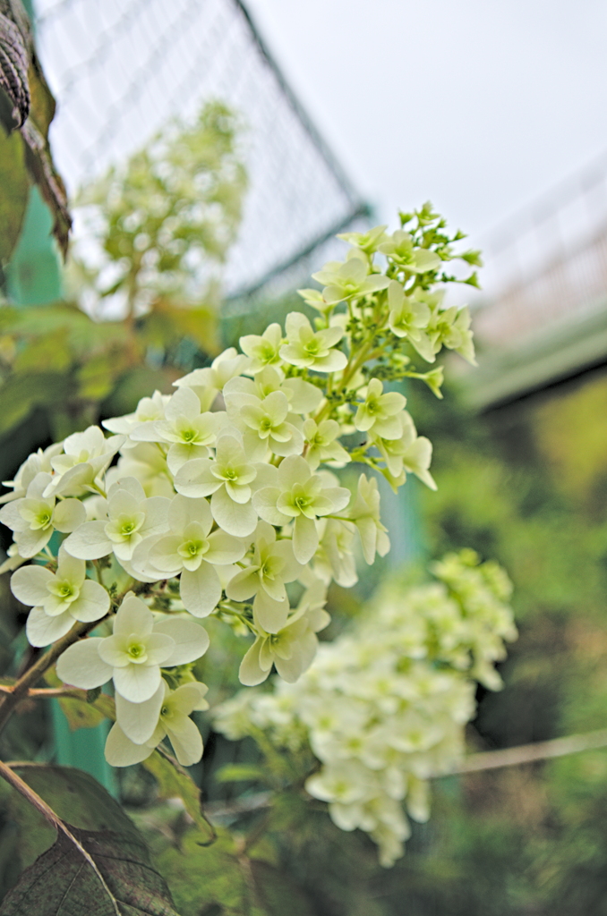 カシワバアジサイ