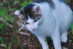 吾輩は猫である、ニャー # 667