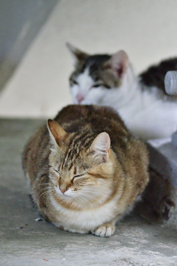吾輩は猫である、ニャー # 174
