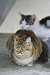 吾輩は猫である、ニャー # 174