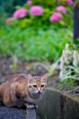 吾輩は猫である、ニャー # 326
