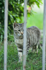 吾輩は猫である、ニャー # 197