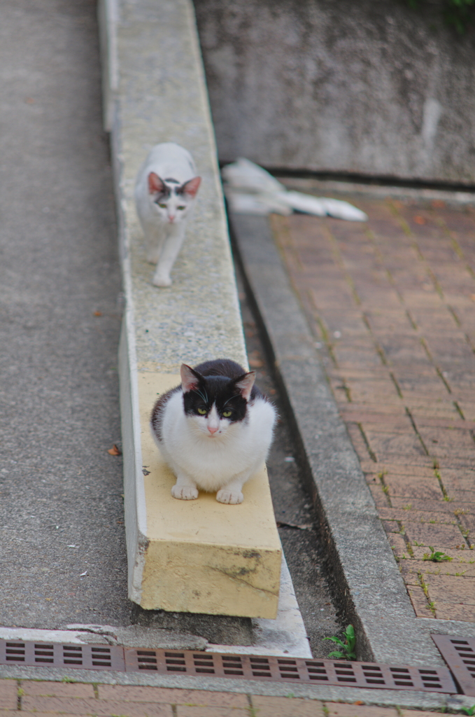吾輩は猫である、ニャー # 735