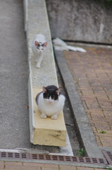 吾輩は猫である、ニャー # 735