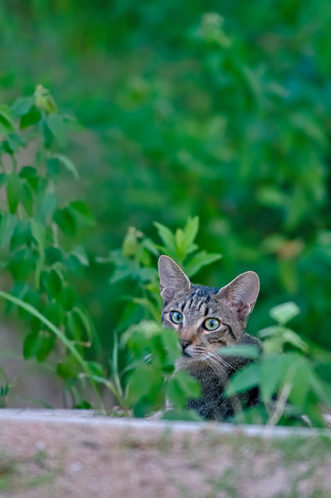 吾輩は猫である、ニャー # 558