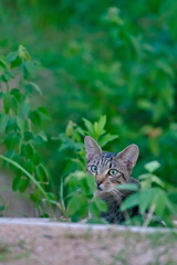 吾輩は猫である、ニャー # 558