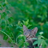 吾輩は猫である、ニャー # 558