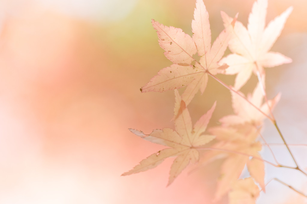 淡紅葉