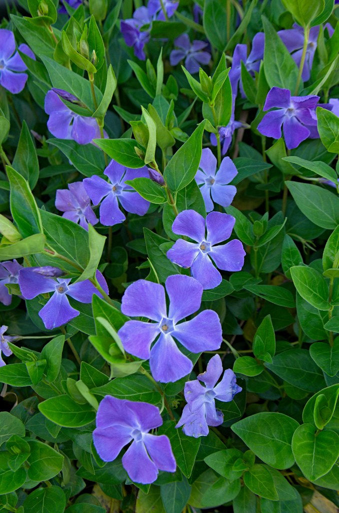 ツルニチニチソウ