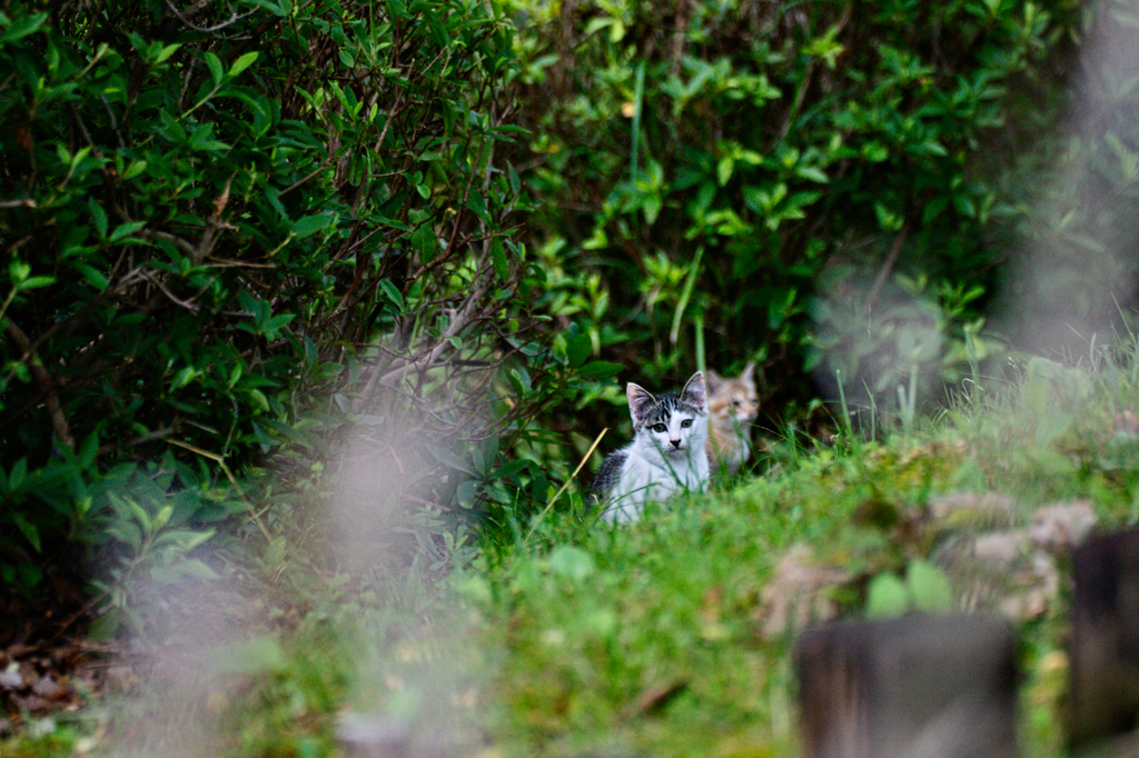 吾輩は猫である、ニャー # 278