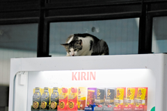 吾輩は猫である、ニャー # 284