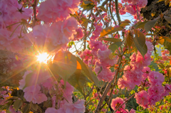 八重桜