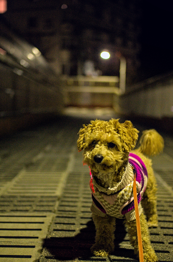 my pretty dog Ⅱ # 204